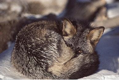 《EA Sports FC 24》是英国今年第2强势发行实体游戏